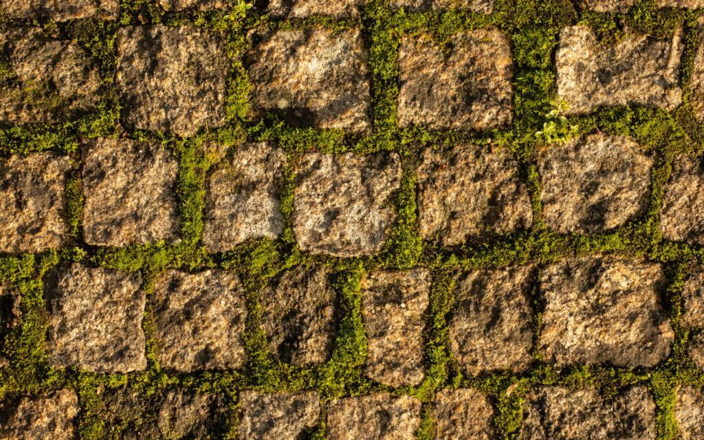 Stone paving slabs with moss between the joints