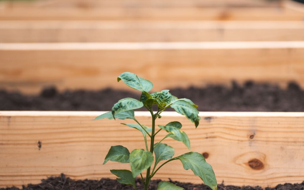 Young plants growing in a wooden raised bed