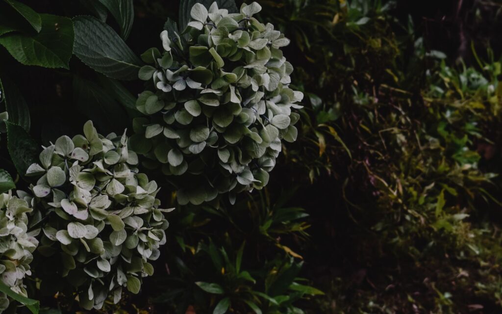 White and blue hydrangeas in a garden
