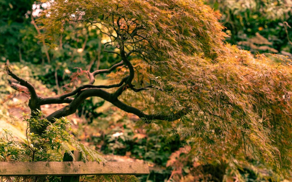 Japanese maple tree in a small garden