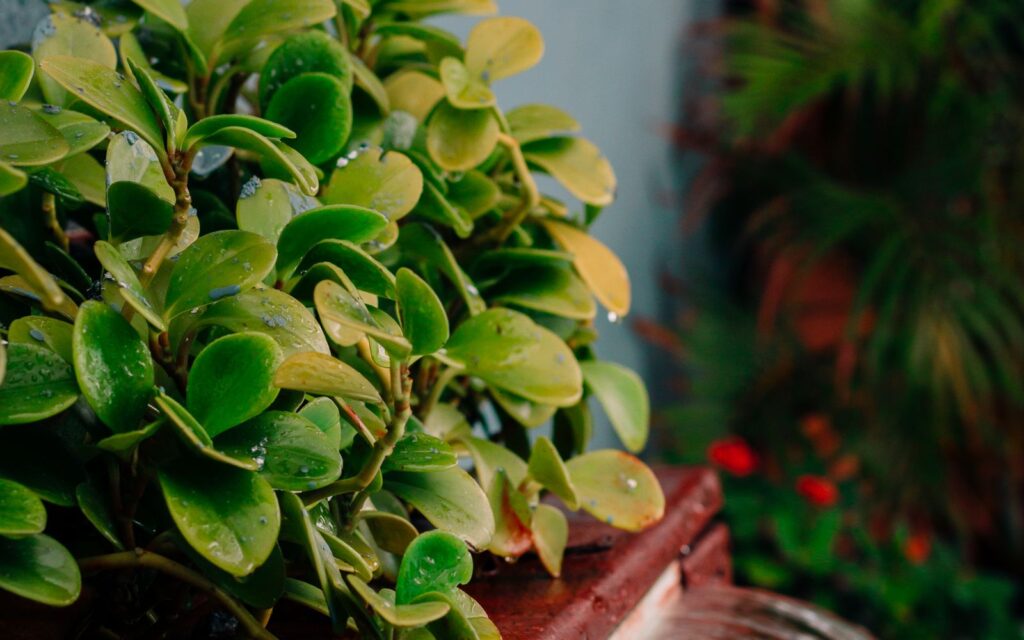 Small fountain beside green plants