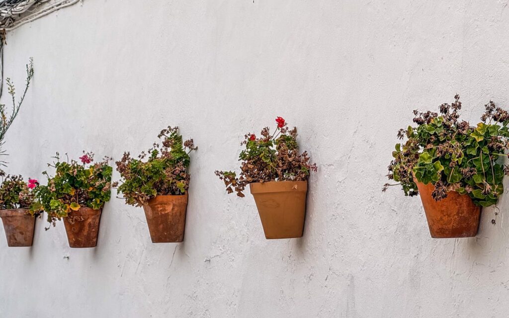 Terracotta wall planters on a white wall