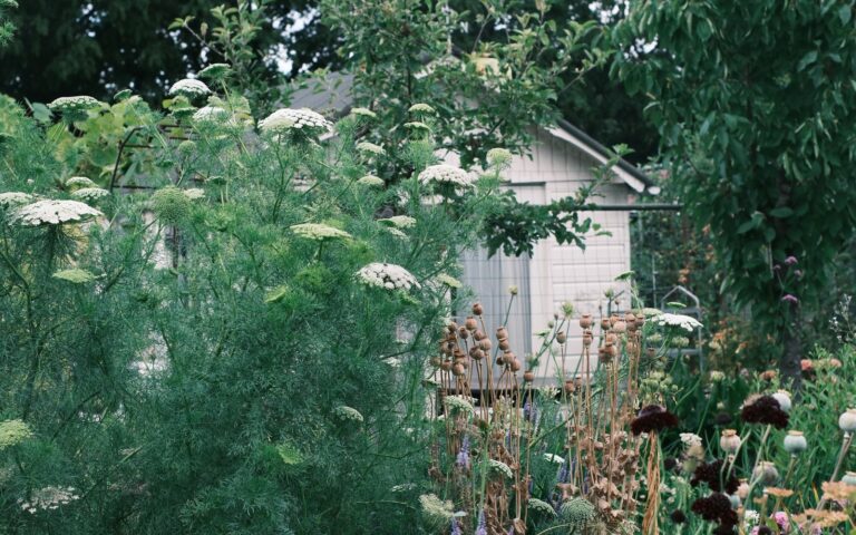 Wildlife friendly backyard full of wildflowers