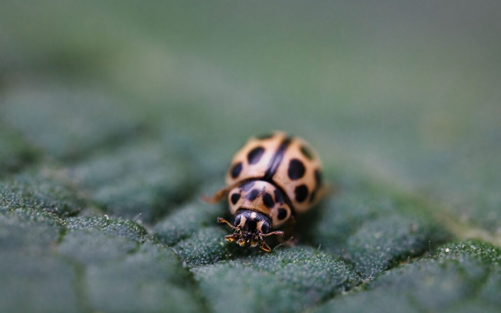 Ladybird on a leaf