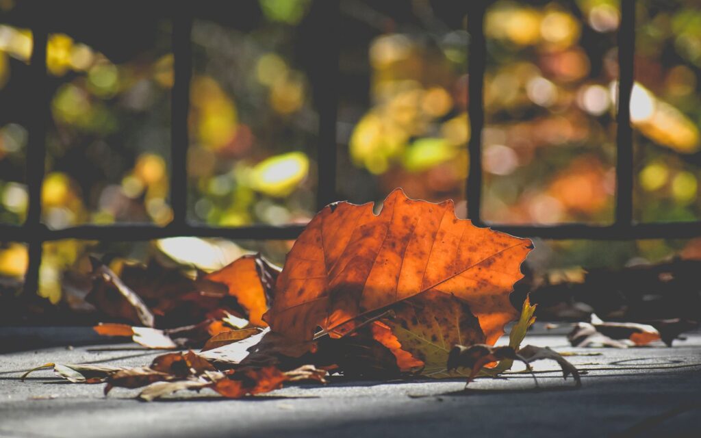 Fallen leaves left on the ground for wildlife