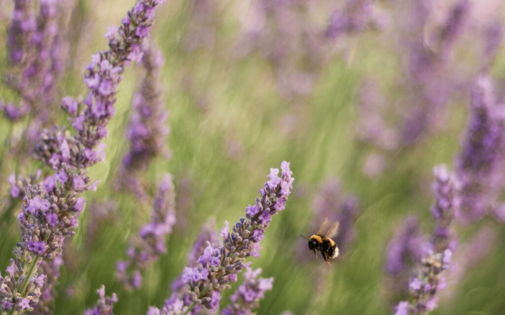 Bumblebee flying over lavender