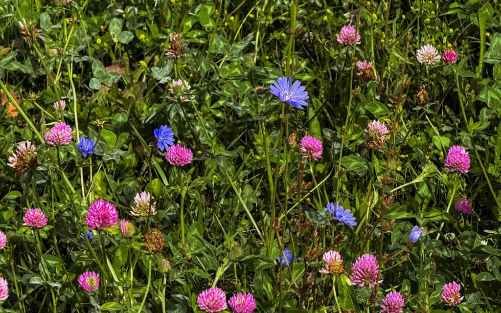 Native wildflowers with clover and cornflowers