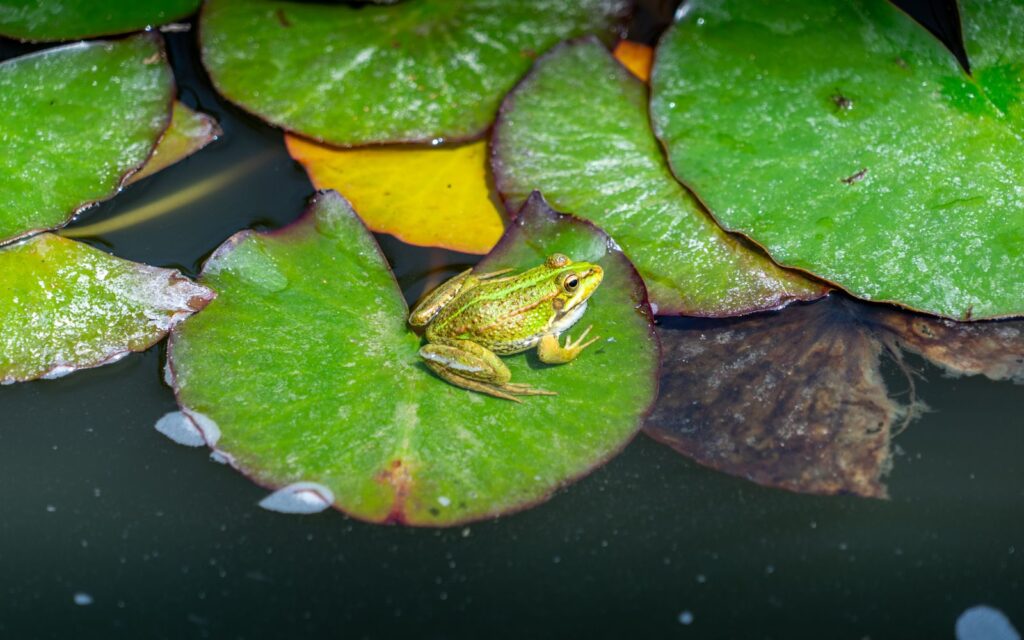Frog resting among water lilies in a pond