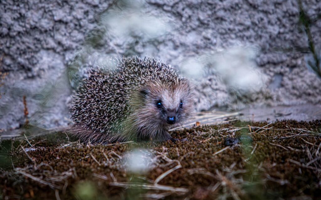 Hedgehog in the grass