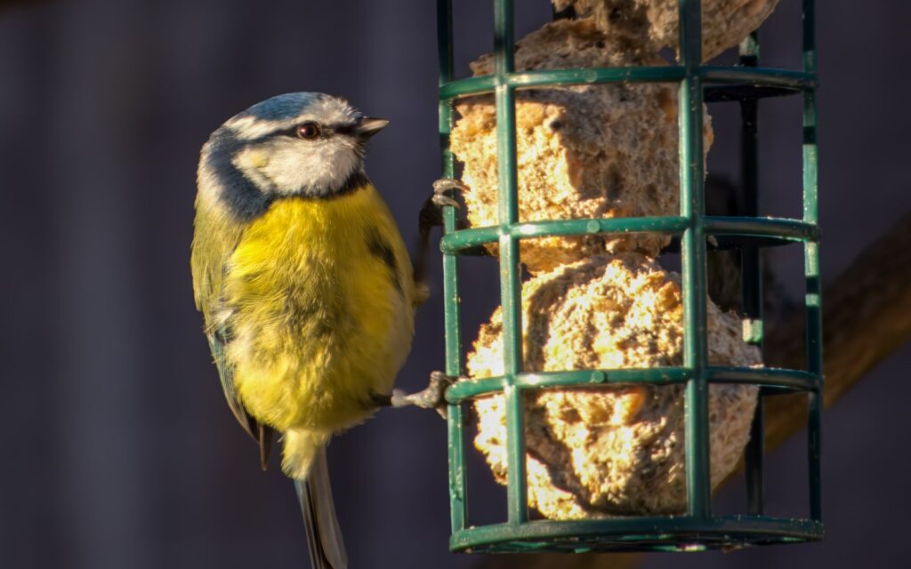 Blue tit on a garden bird feeder