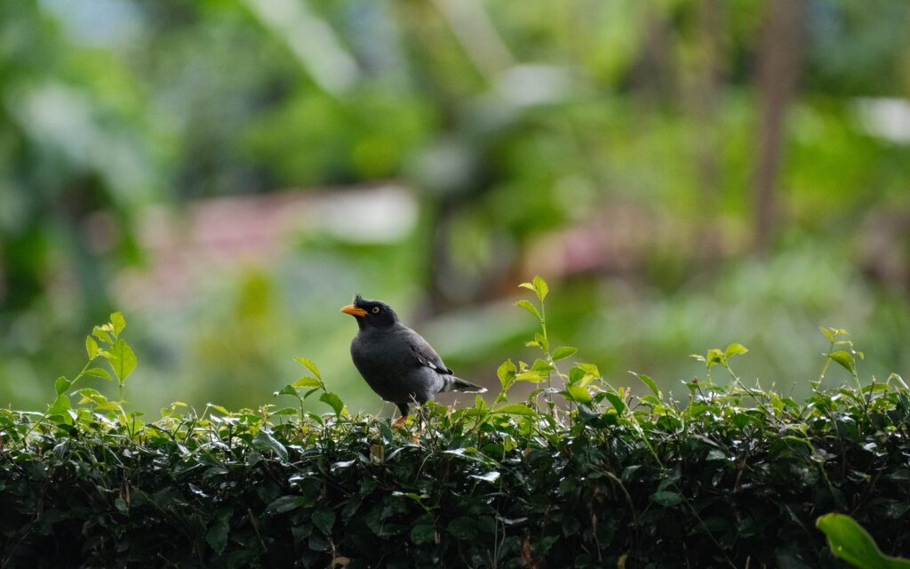 Blackbird perched on a garden hedge