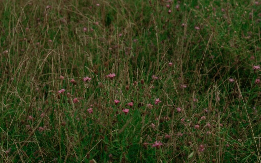 Long grass with pink wildflowers